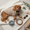 Pet Clothing