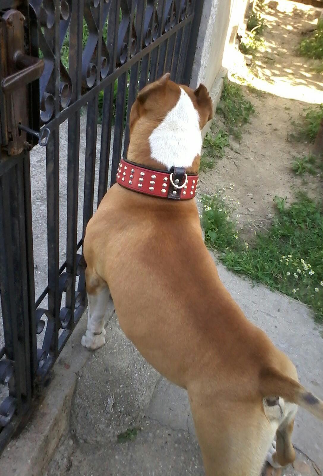 Brown dog wearing red studded collar near iron gate, ideal for pet accessories and dog care essentials.