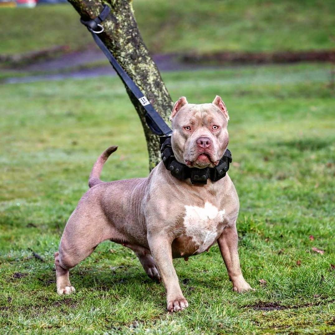 Muscular pitbull dog wearing black collar on grassy field, ideal for pet accessories and care products.
