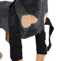 Dog wearing black rear leg braces for joint support, cozy gray coat with tan patches