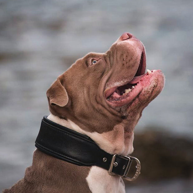 Happy brown and white dog wearing black leather collar, perfect for pet accessories and dog care essentials.