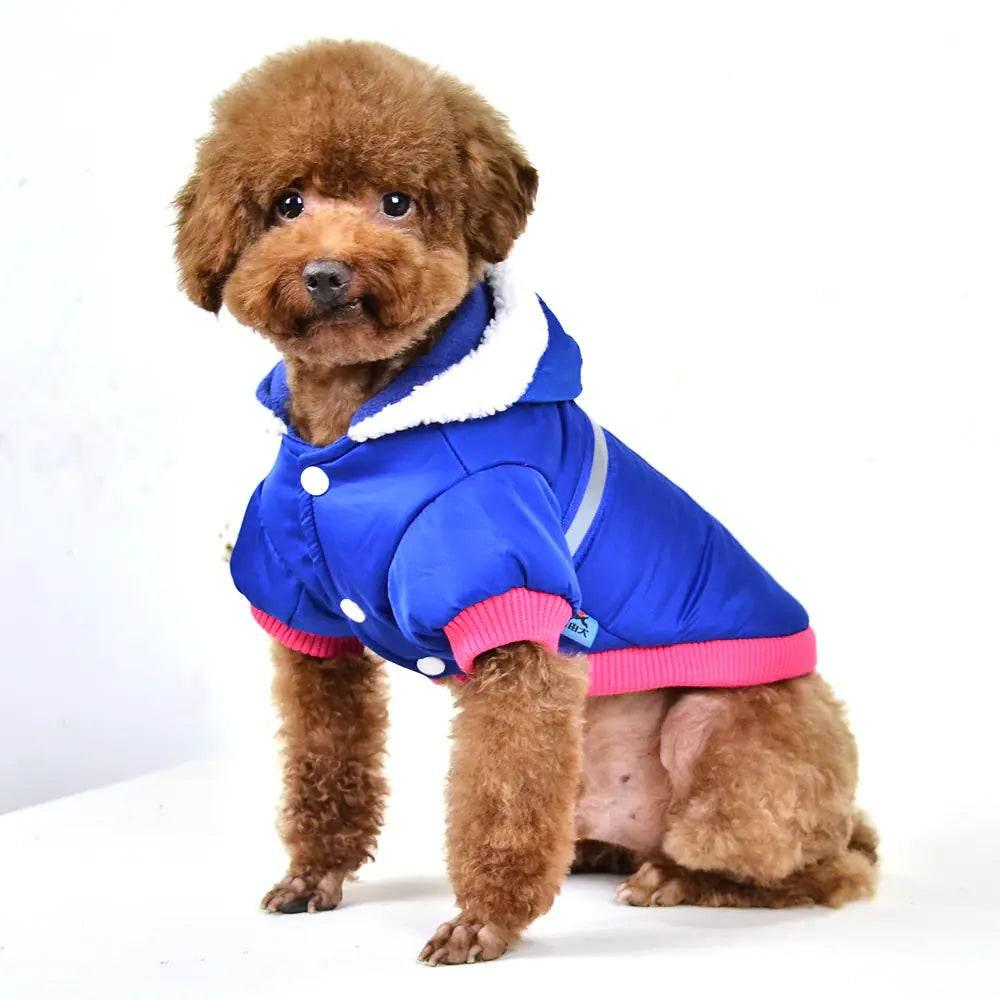 Adorable poodle in blue pet coat with pink trim, cozy winter dog jacket for small breeds