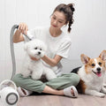 Woman grooming white Bichon Frise with pet dryer, Corgi nearby ? dog grooming tools & supplies