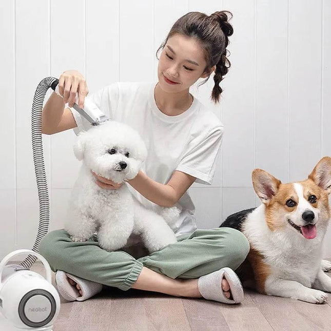 Woman grooming white Bichon Frise with pet dryer, Corgi nearby ? dog grooming tools & supplies