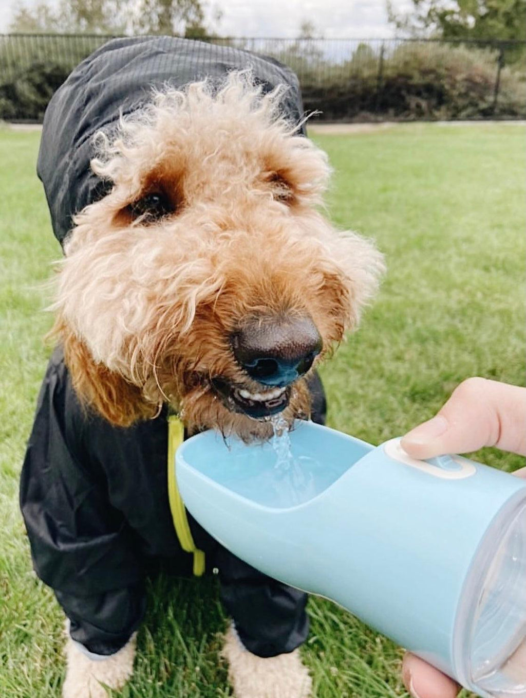Fluffy dog in black raincoat drinking from portable blue water bottle outdoors