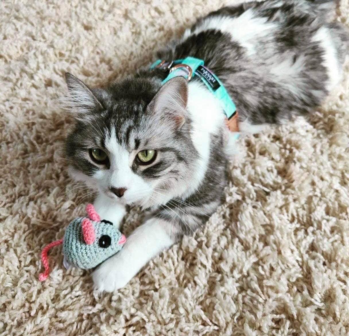 Gray and white cat wearing teal harness, playing with knitted mouse toy on carpet
