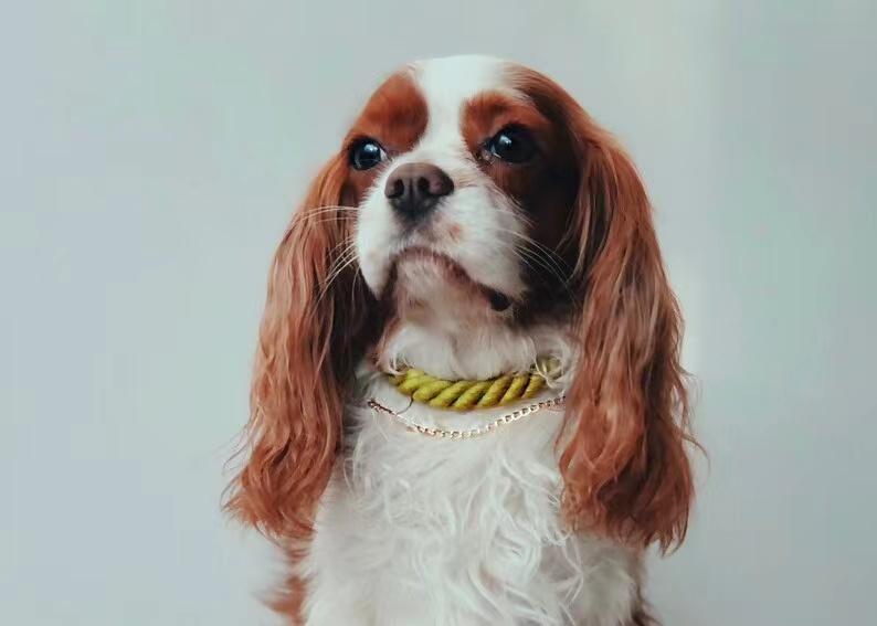 Cavalier King Charles Spaniel wearing stylish yellow rope collar, perfect for dog accessories and pet care essentials.