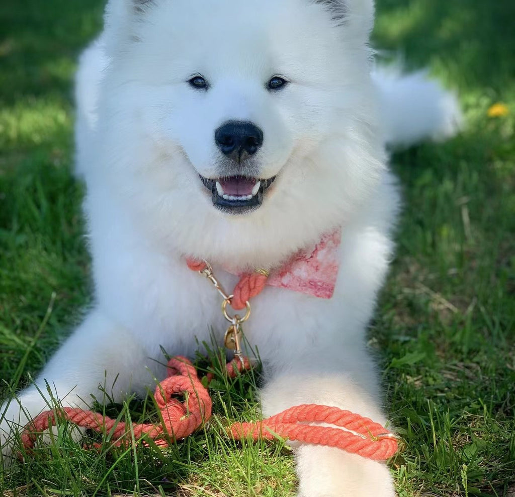 Fluffy white Samoyed dog wearing pink bow tie and rope leash on grass, perfect for pet accessories and dog care products.