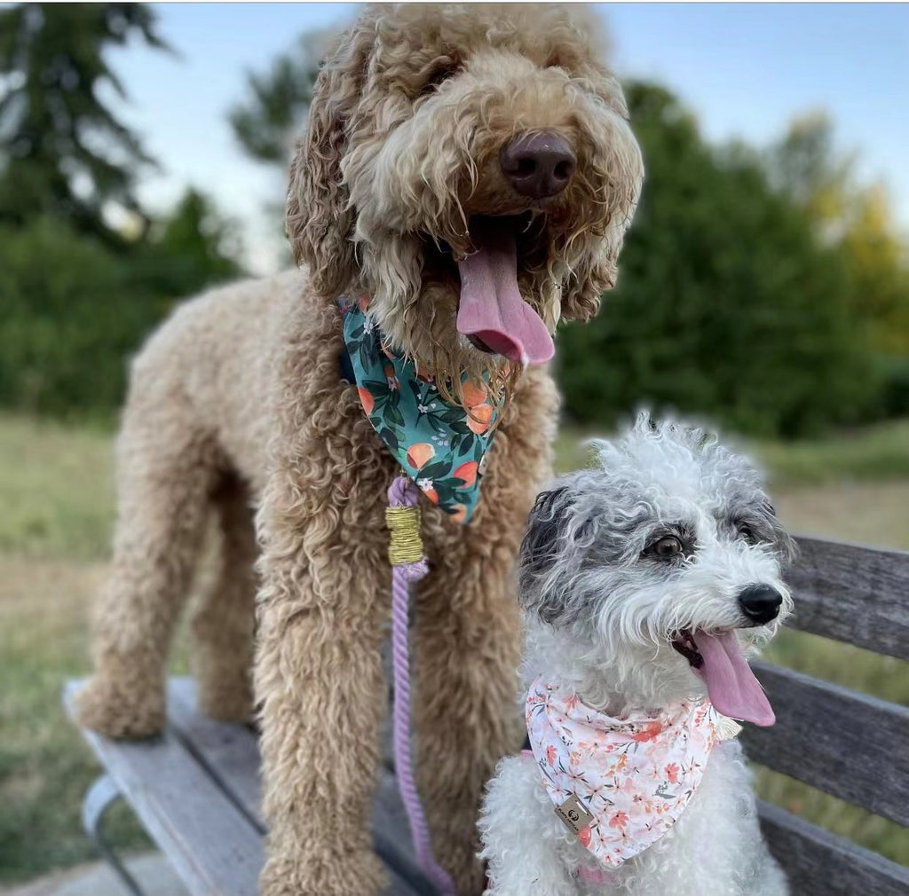 Two happy dogs wearing floral bandanas on a park bench, perfect pet accessories for playful pups.