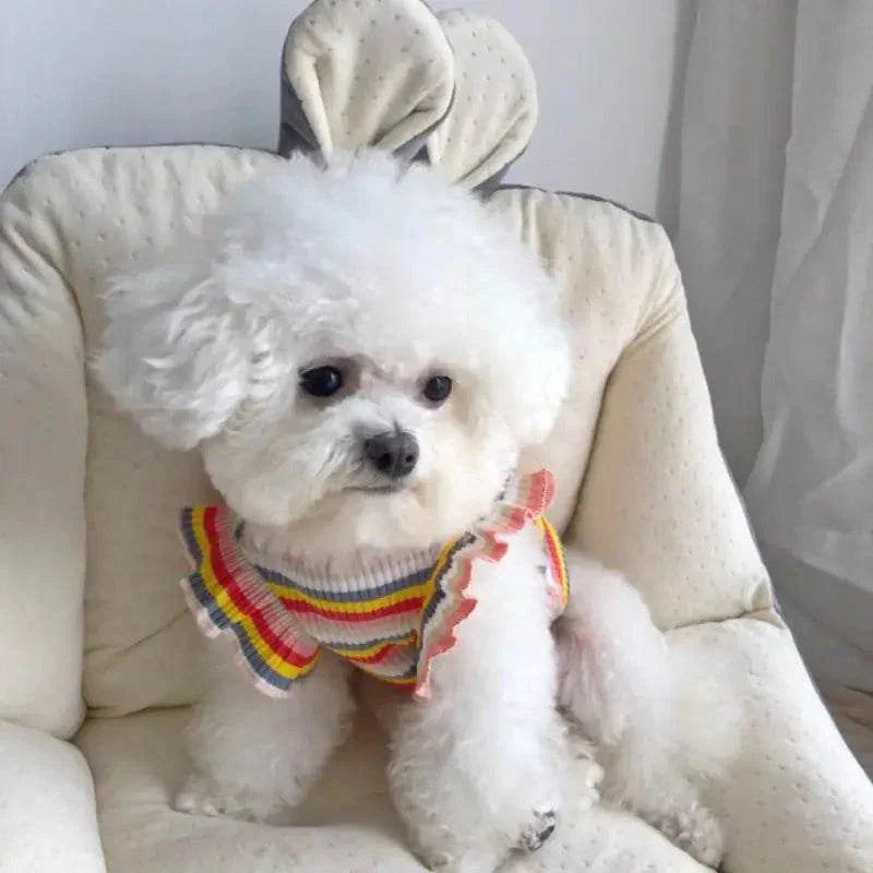 Fluffy white dog in colorful striped sweater sitting on cozy pet chair with bunny ears