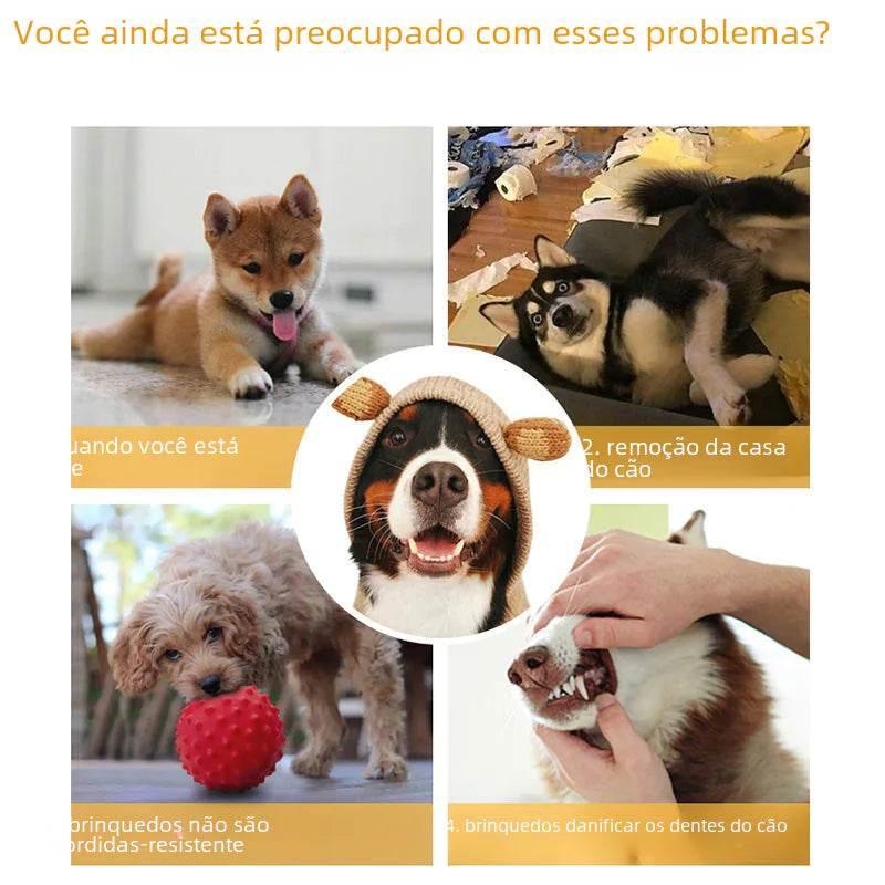 Dogs playing with toys, wearing hats, and getting dental care for pet health and behavior solutions