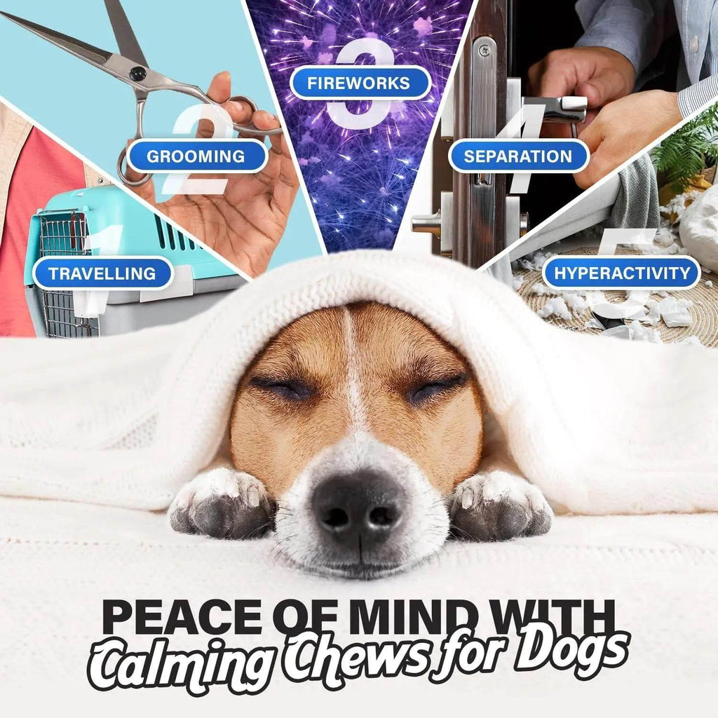 Calm dog under blanket with calming chews for anxiety, grooming, fireworks, separation, hyperactivity relief