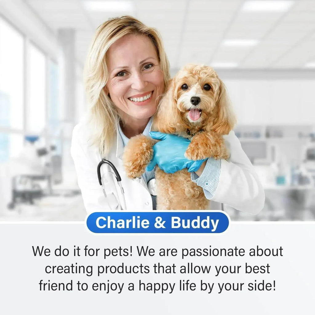 Veterinarian holding happy small dog in clinic, pet care and wellness products
