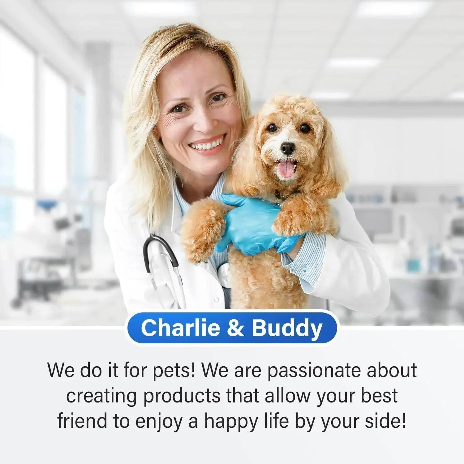 Veterinarian holding happy small dog in clinic, pet care and wellness products
