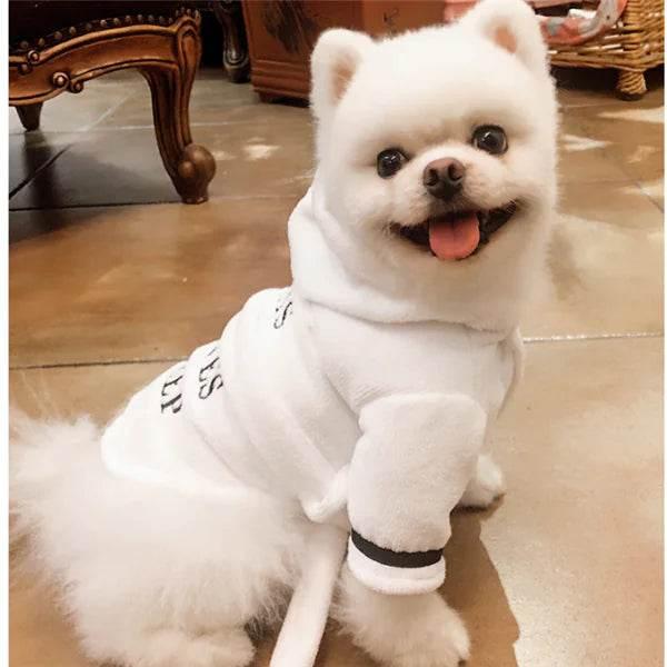 Fluffy white Pomeranian in cozy white hoodie, perfect pet apparel for small dogs
