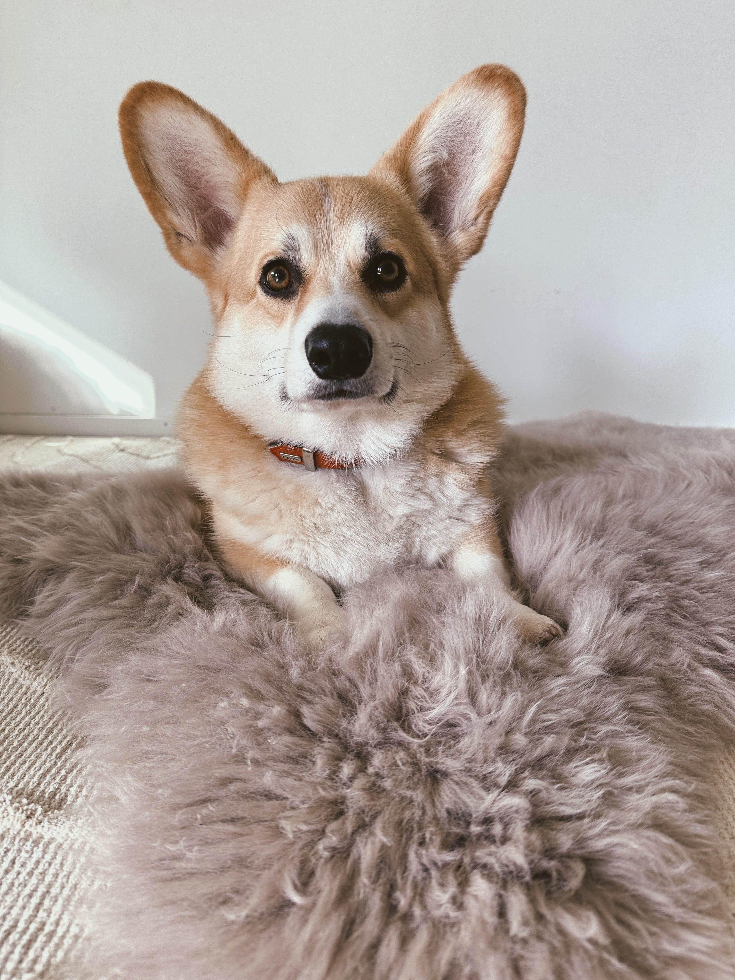 Corgi dog resting on cozy pet bed with soft fur, wearing brown collar, ideal for dog comfort and care