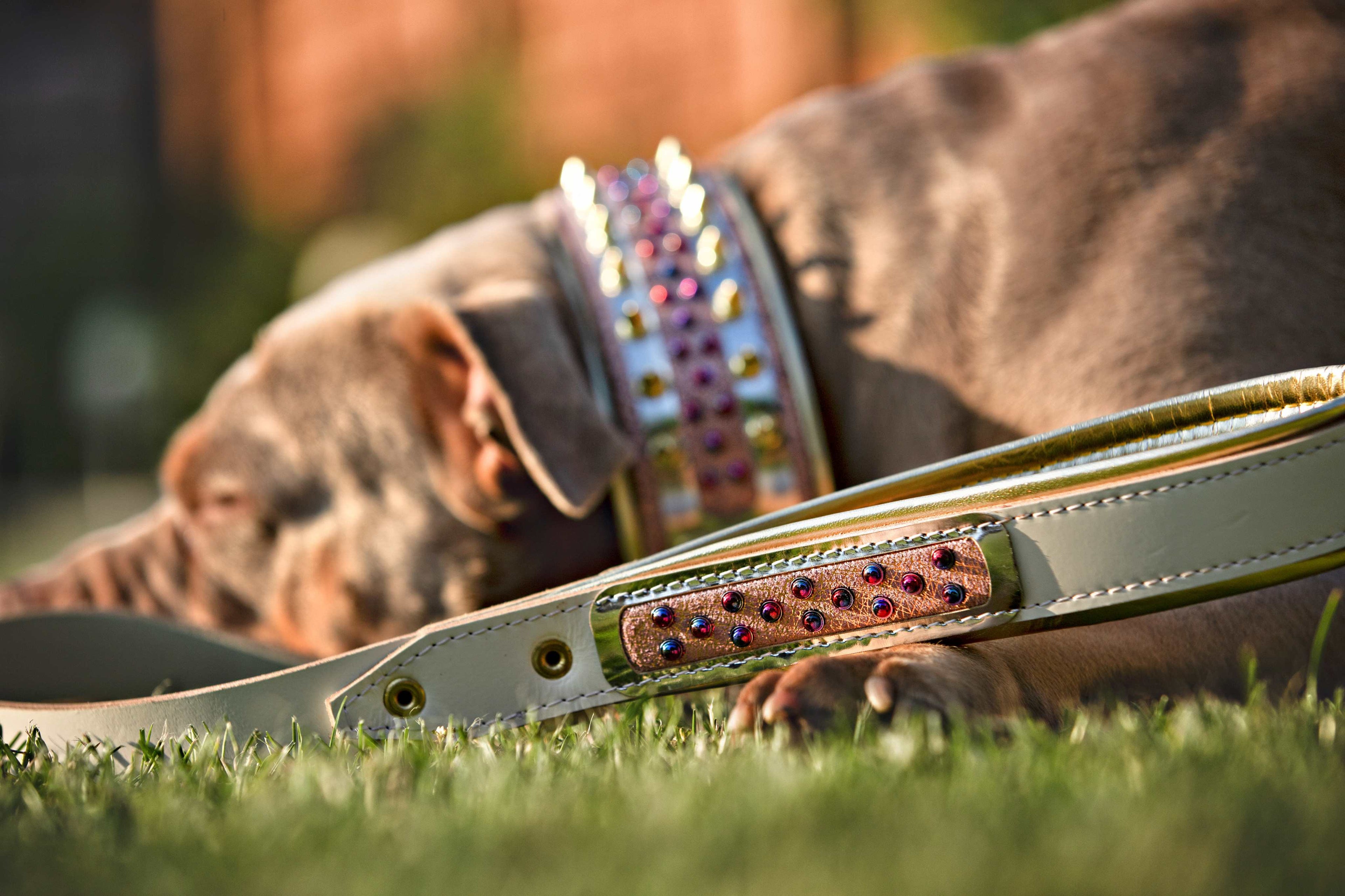 Studded dog collar and leash set with rhinestones, worn by a brown dog resting on grass