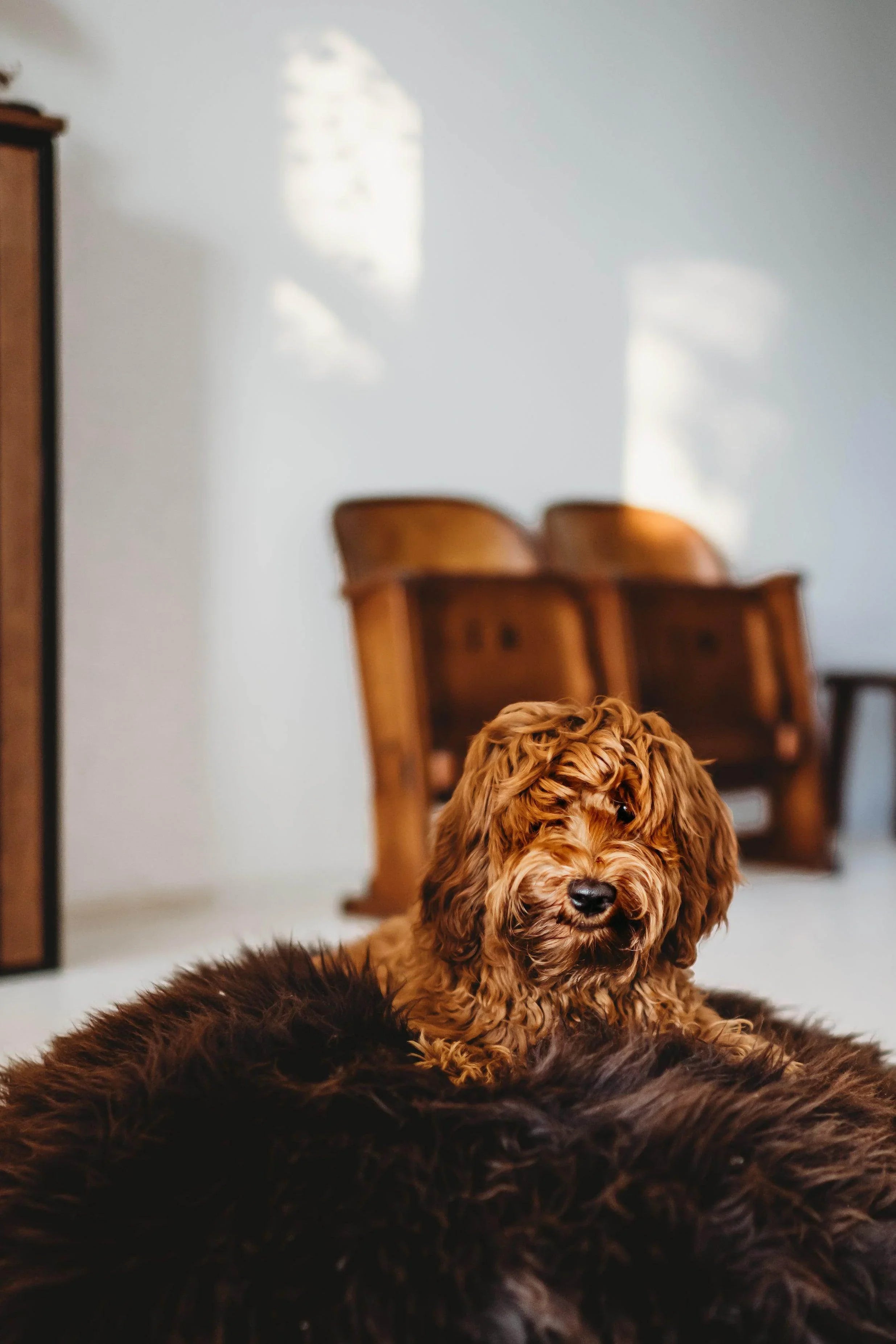 Fluffy brown dog resting on cozy pet bed in home setting, perfect for dog comfort and care