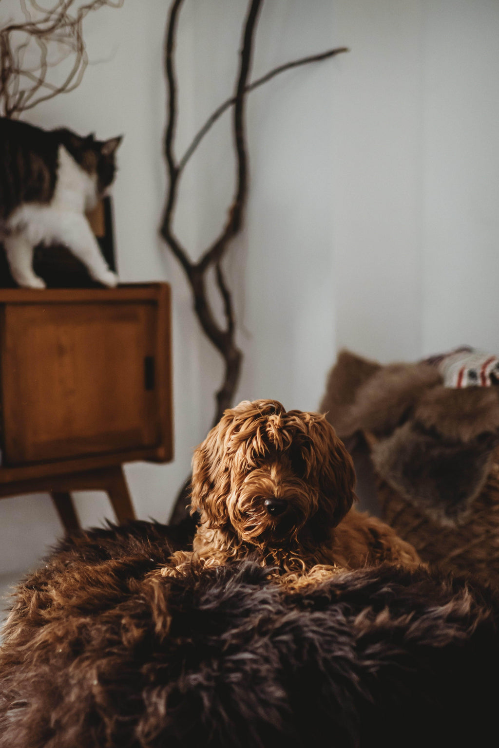 Cozy brown dog resting on plush pet bed with cat nearby in home setting