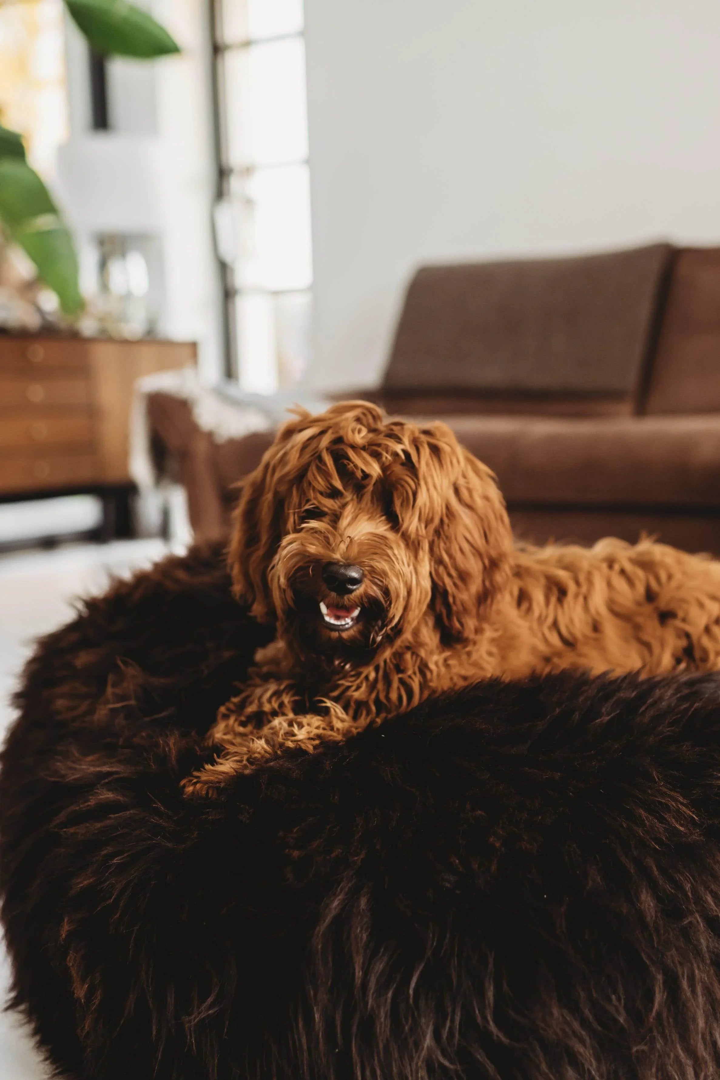 Fluffy brown dog resting on cozy pet bed in modern living room, ideal for dog comfort and home decor