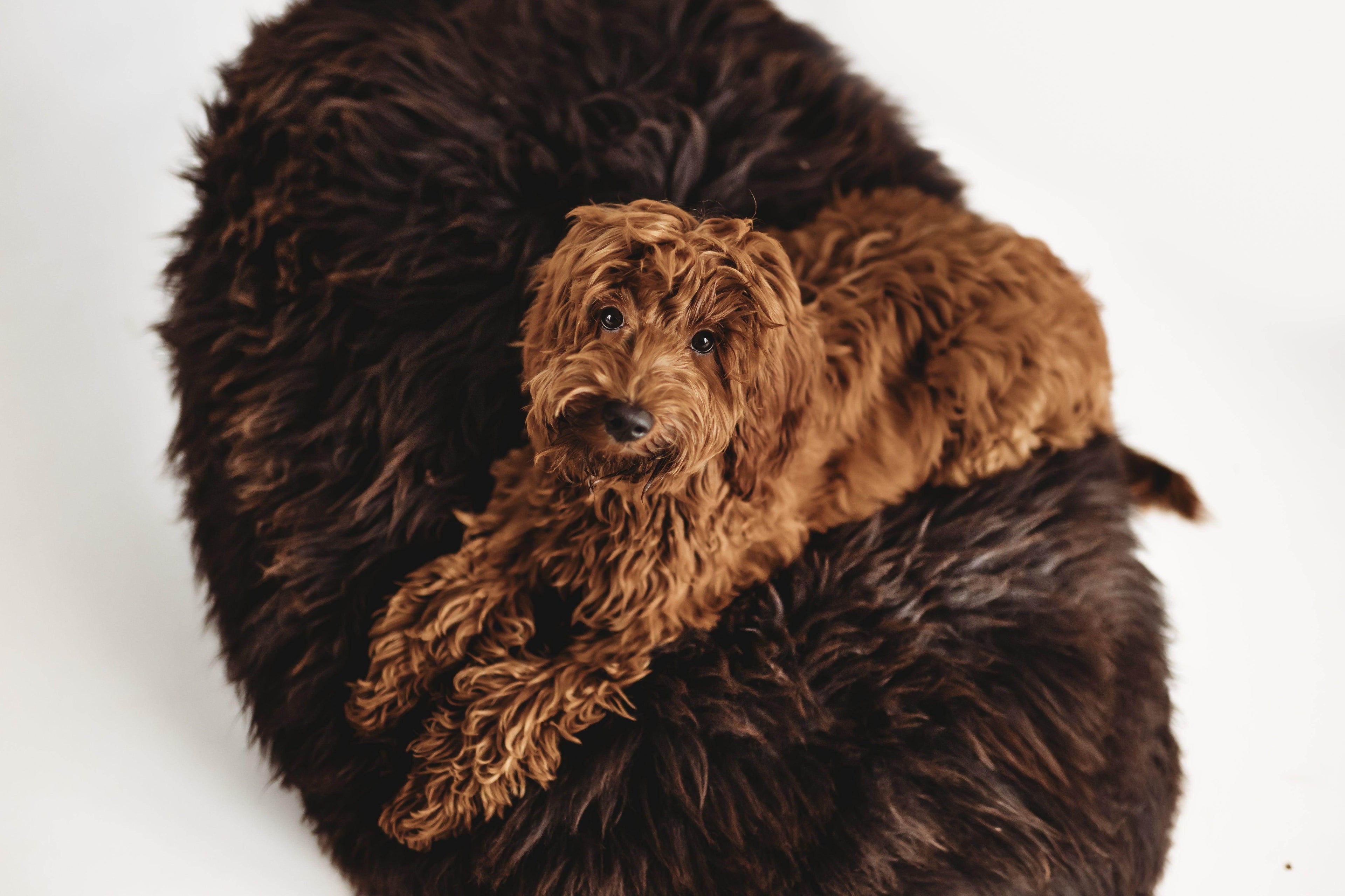 Fluffy brown puppy resting on a cozy dark fur pet bed