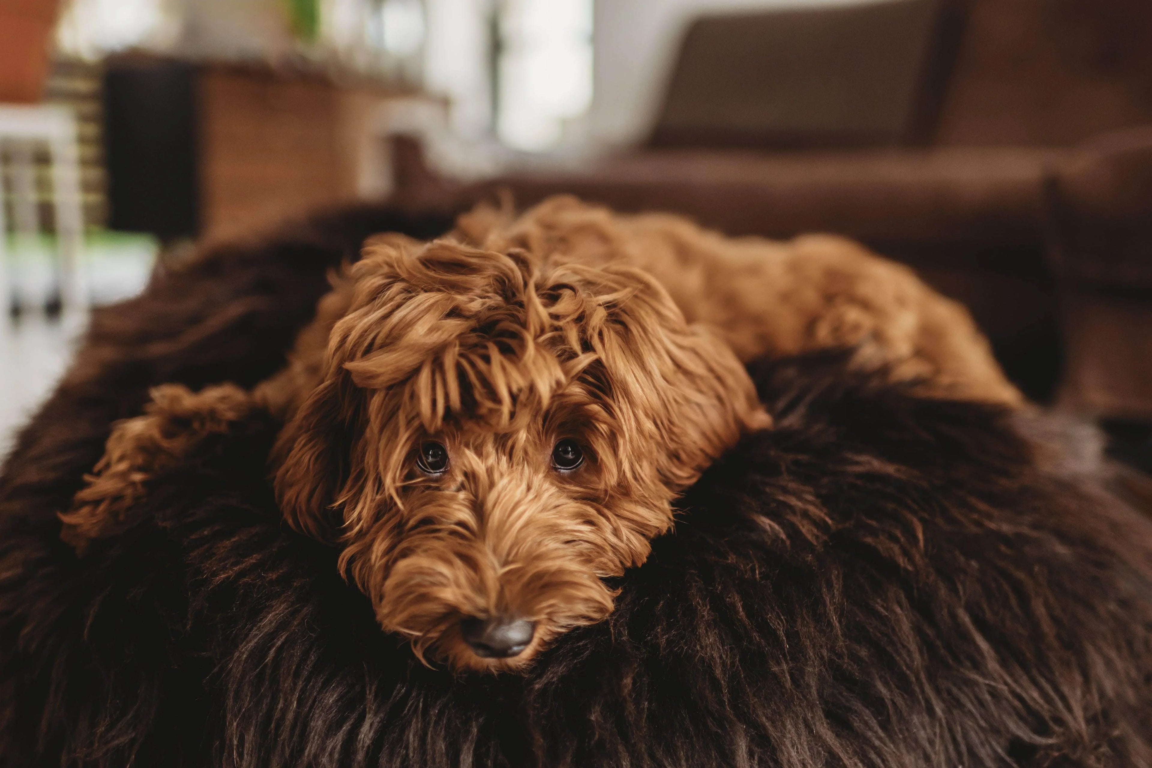 Fluffy brown dog resting on cozy pet bed, perfect for dog comfort and care