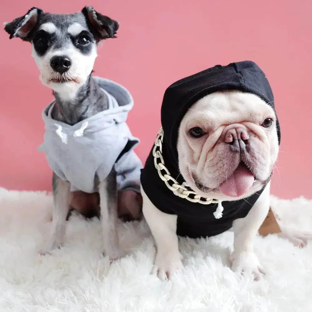 Two dogs in stylish hoodies ? gray and black ? on fluffy rug, perfect pet fashion accessories