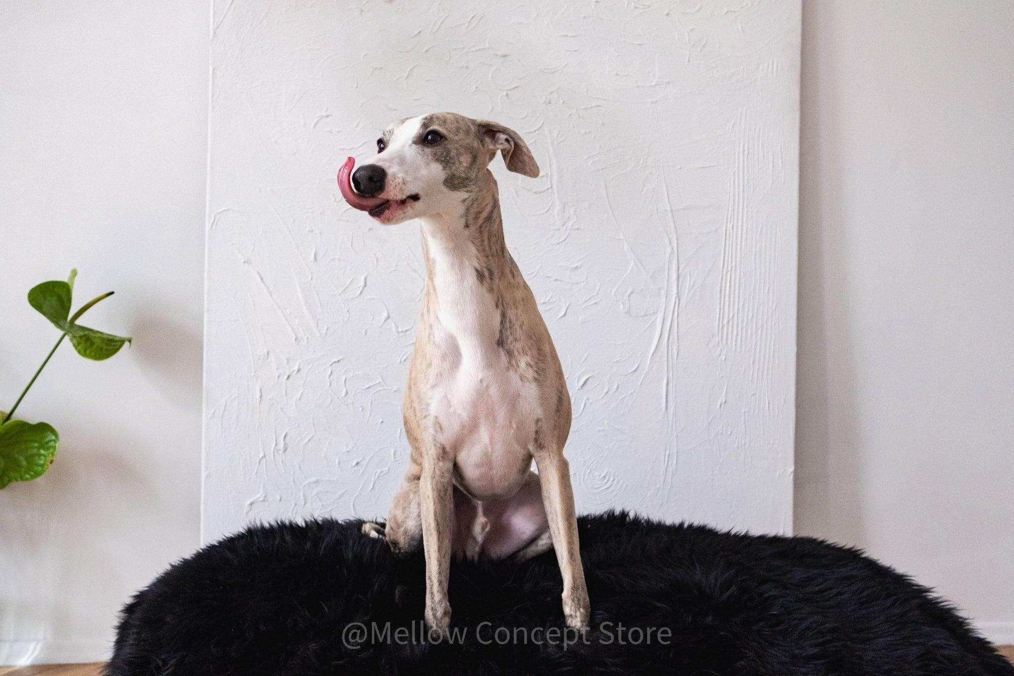 Greyhound dog sitting on black fluffy pet bed, licking nose, with green plant nearby