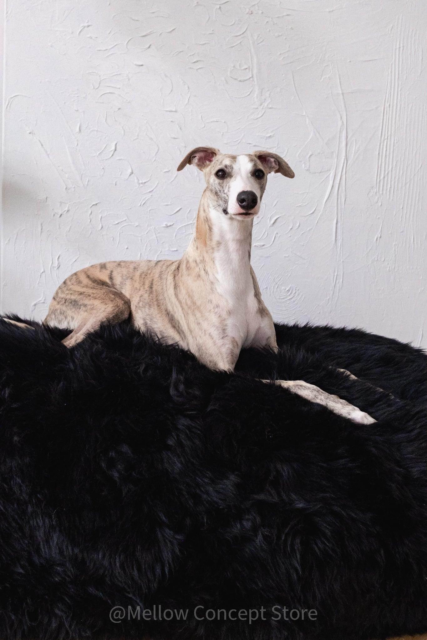 Whippet dog resting on plush black pet bed, cozy dog accessory for comfortable sleep