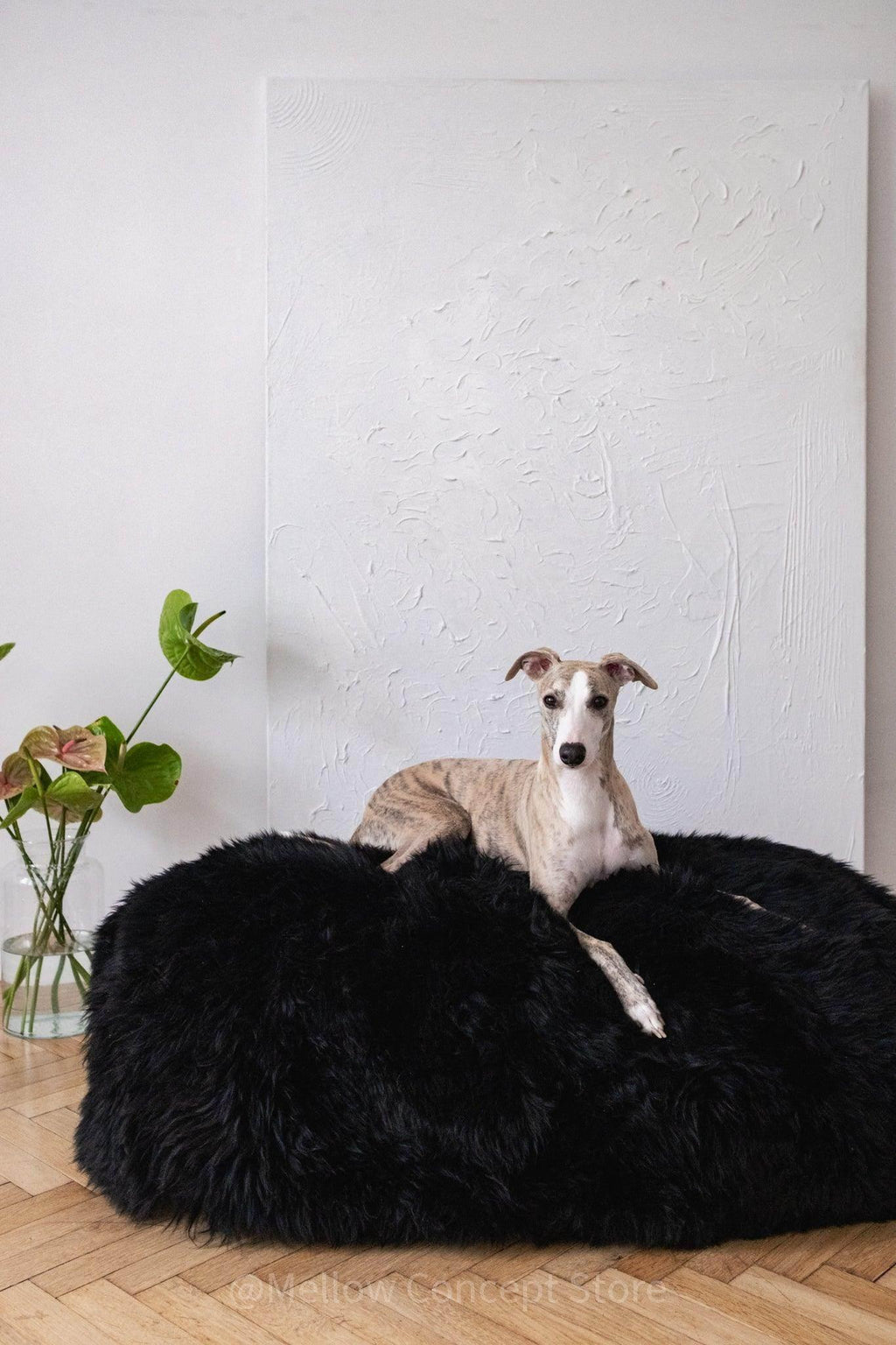 Greyhound resting on plush black dog bed, cozy pet accessory for comfortable pet care