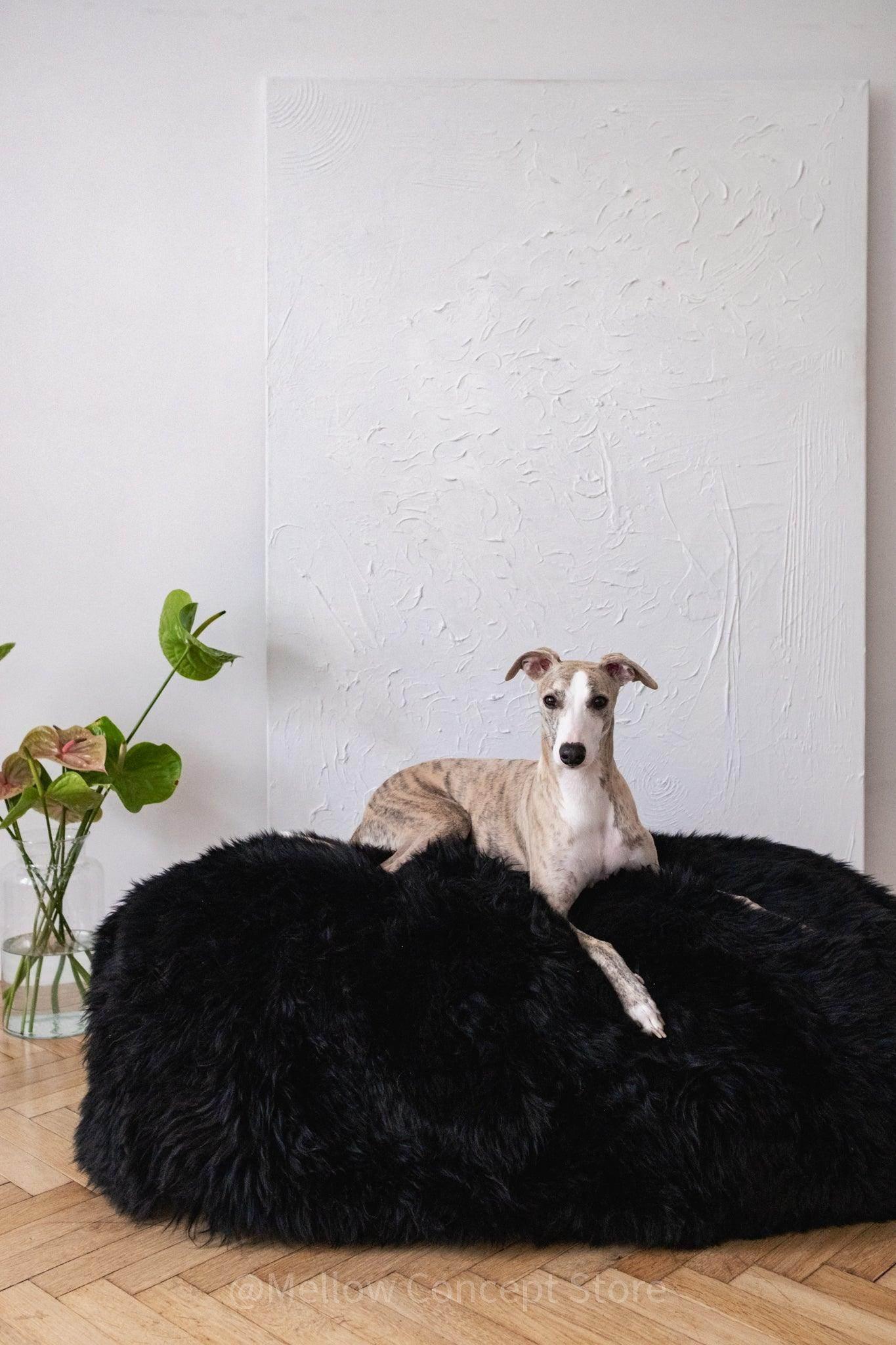 Greyhound resting on plush black dog bed, cozy pet accessory for comfortable pet care