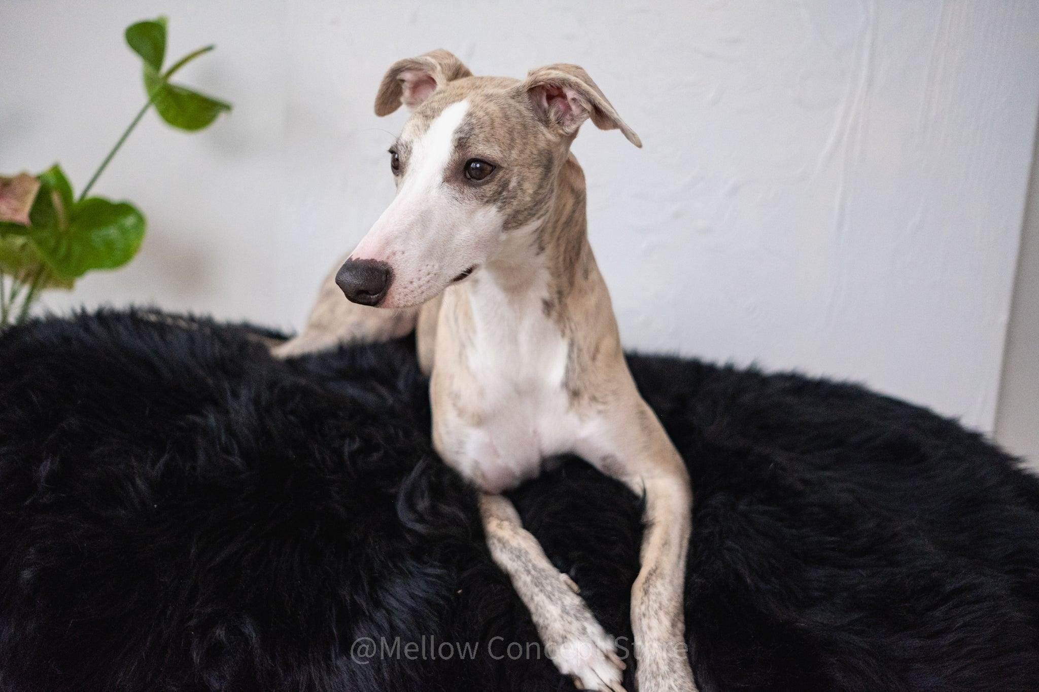 Greyhound resting on a plush black pet bed, ideal for dog comfort and cozy pet accessories.