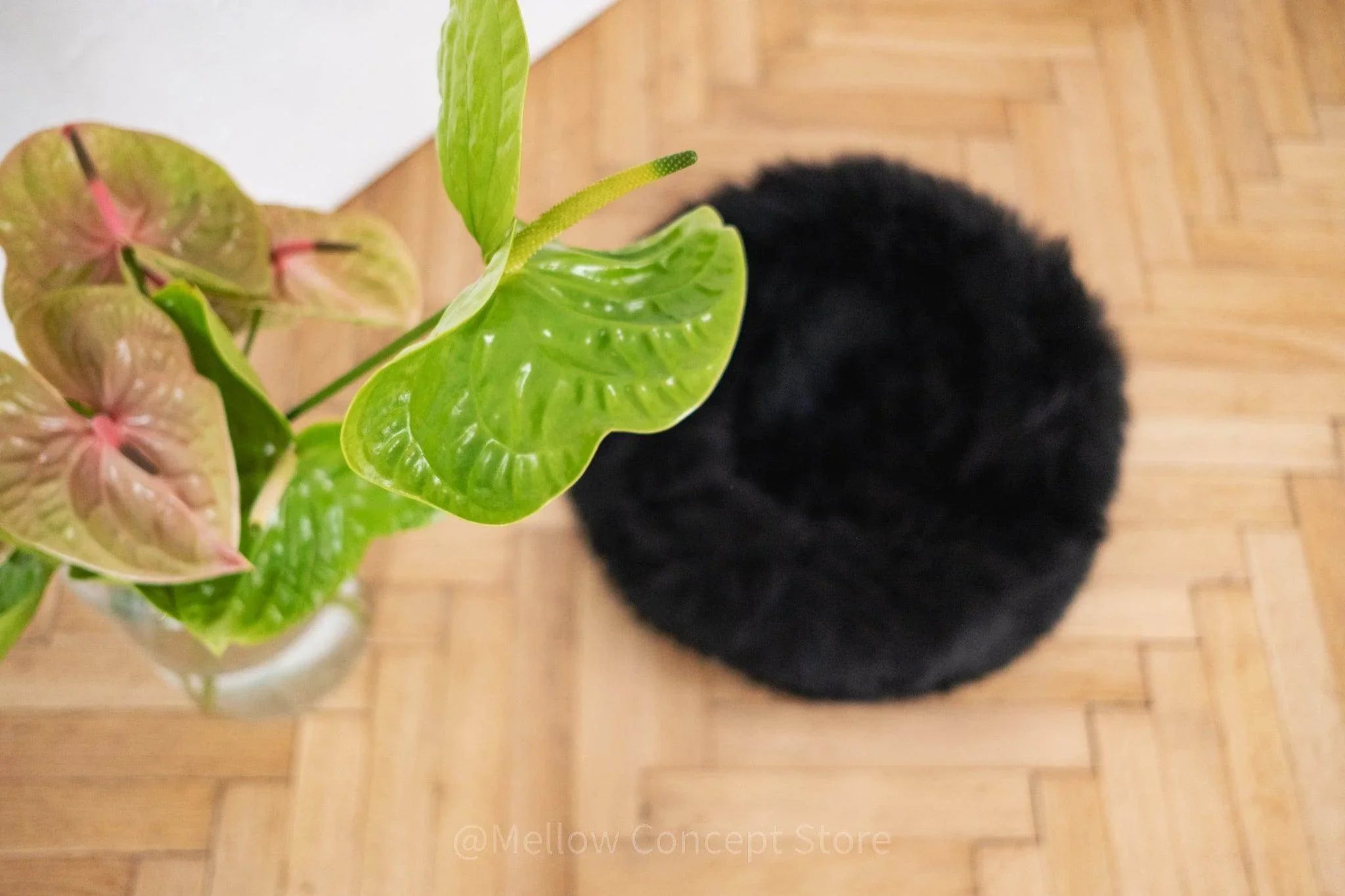 Black fluffy pet bed on wooden floor beside green anthurium plant, cozy pet accessory for cats or dogs