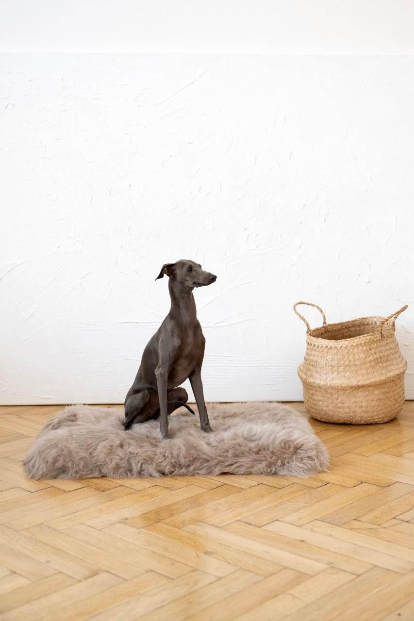 MSG_4606_Large_7f061adc-2004-4851-9d5c-2254f7c96b2c - Nai Pet Store