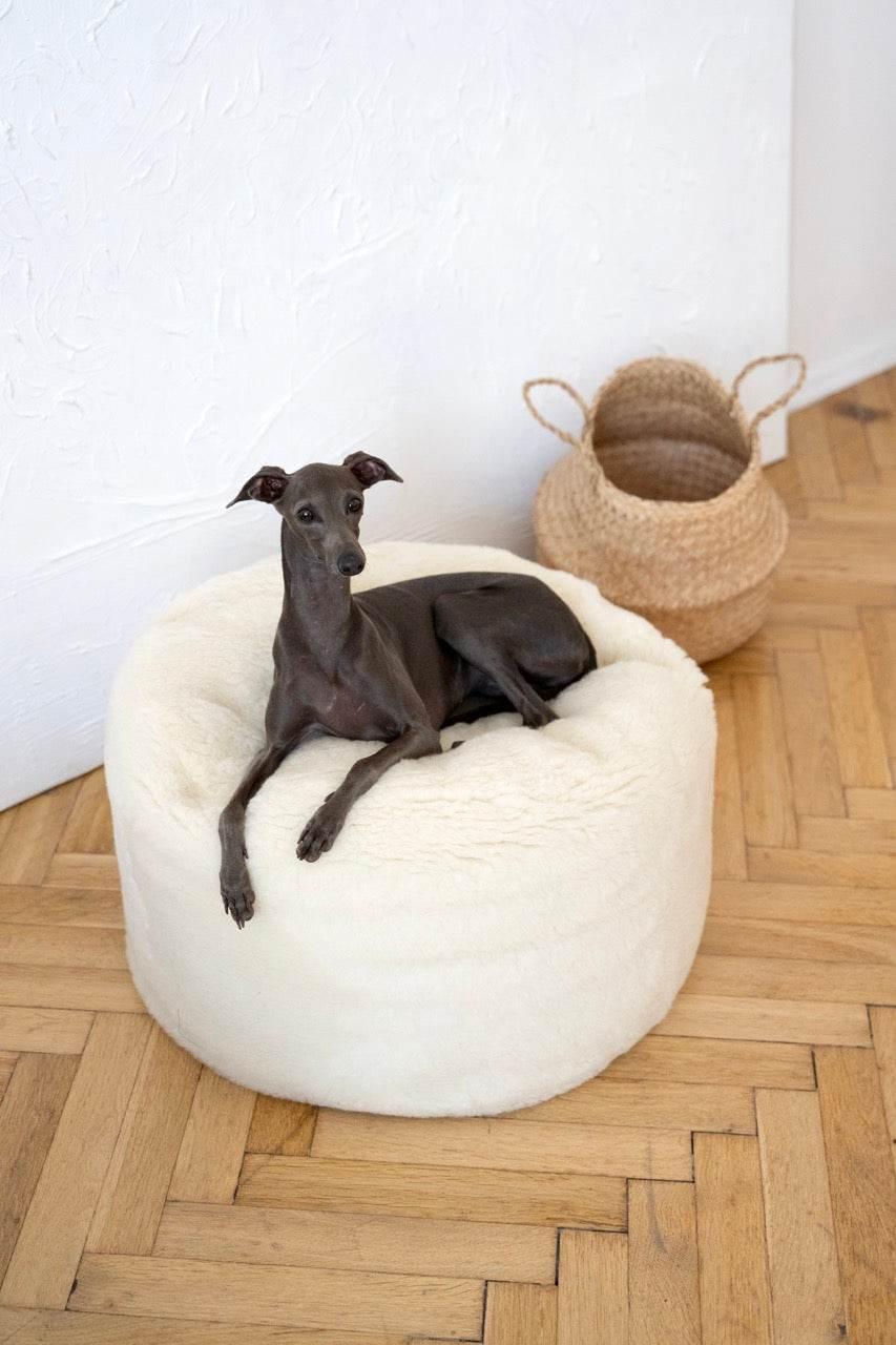 MSG_4759_Large_4c1e3eaf-b022-437b-a9d3-39206460ab95 - Nai Pet Store