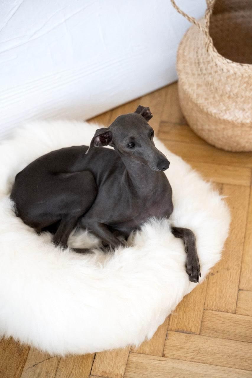 MSG_4907_Large_e1d4299b-b5cd-4497-83e4-f88697fb4ce2 - Nai Pet Store