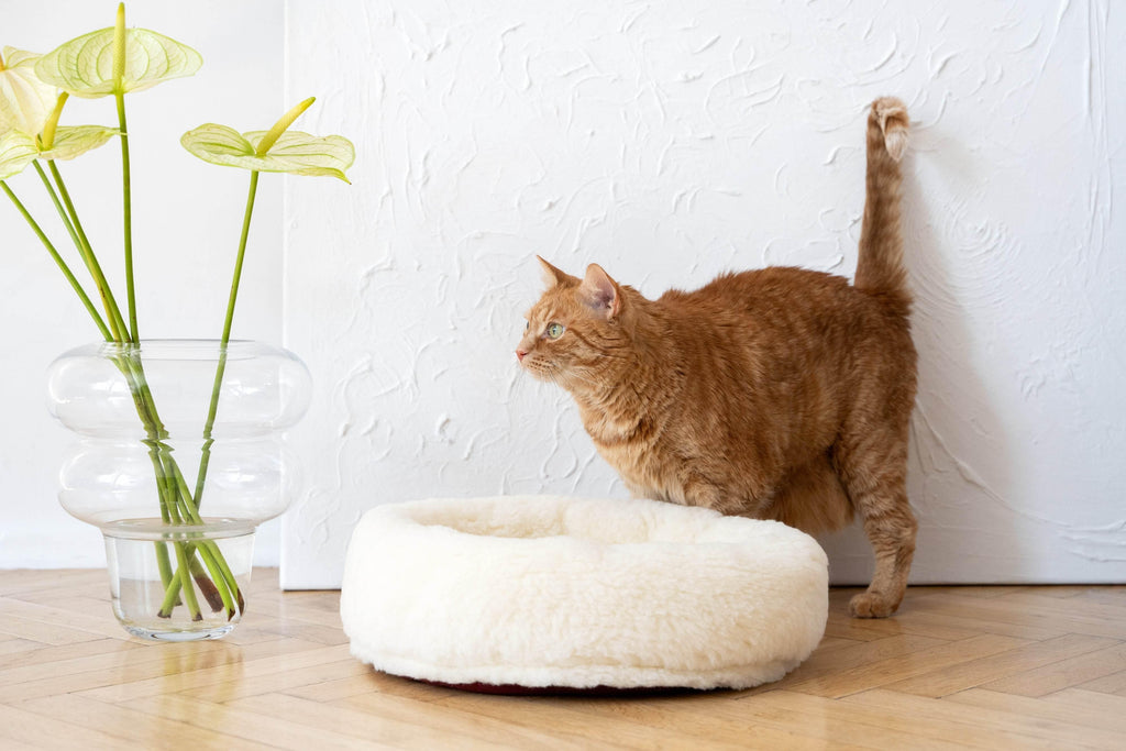 MSG_9451 - Nai Pet Store