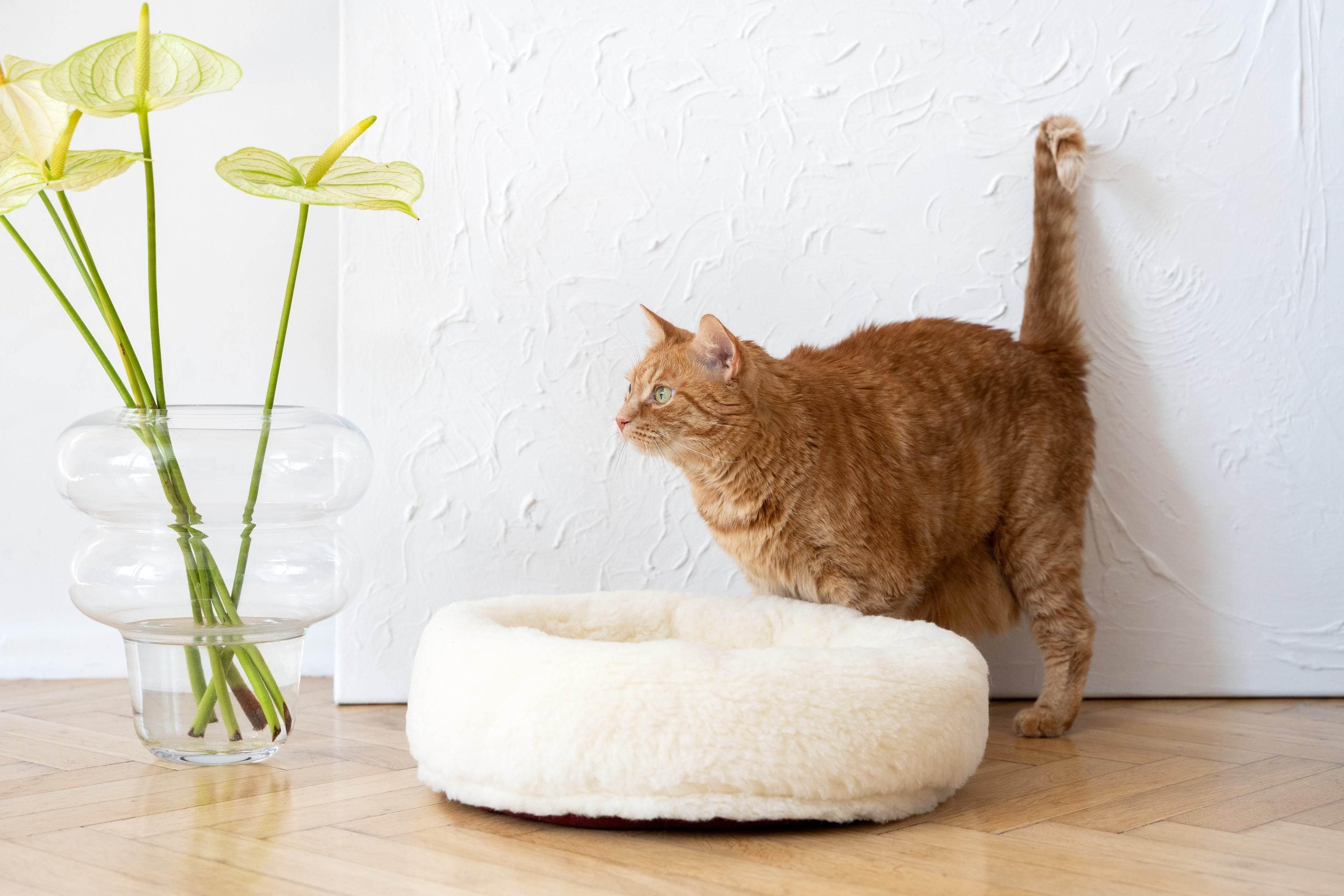 MSG_9451 - Nai Pet Store