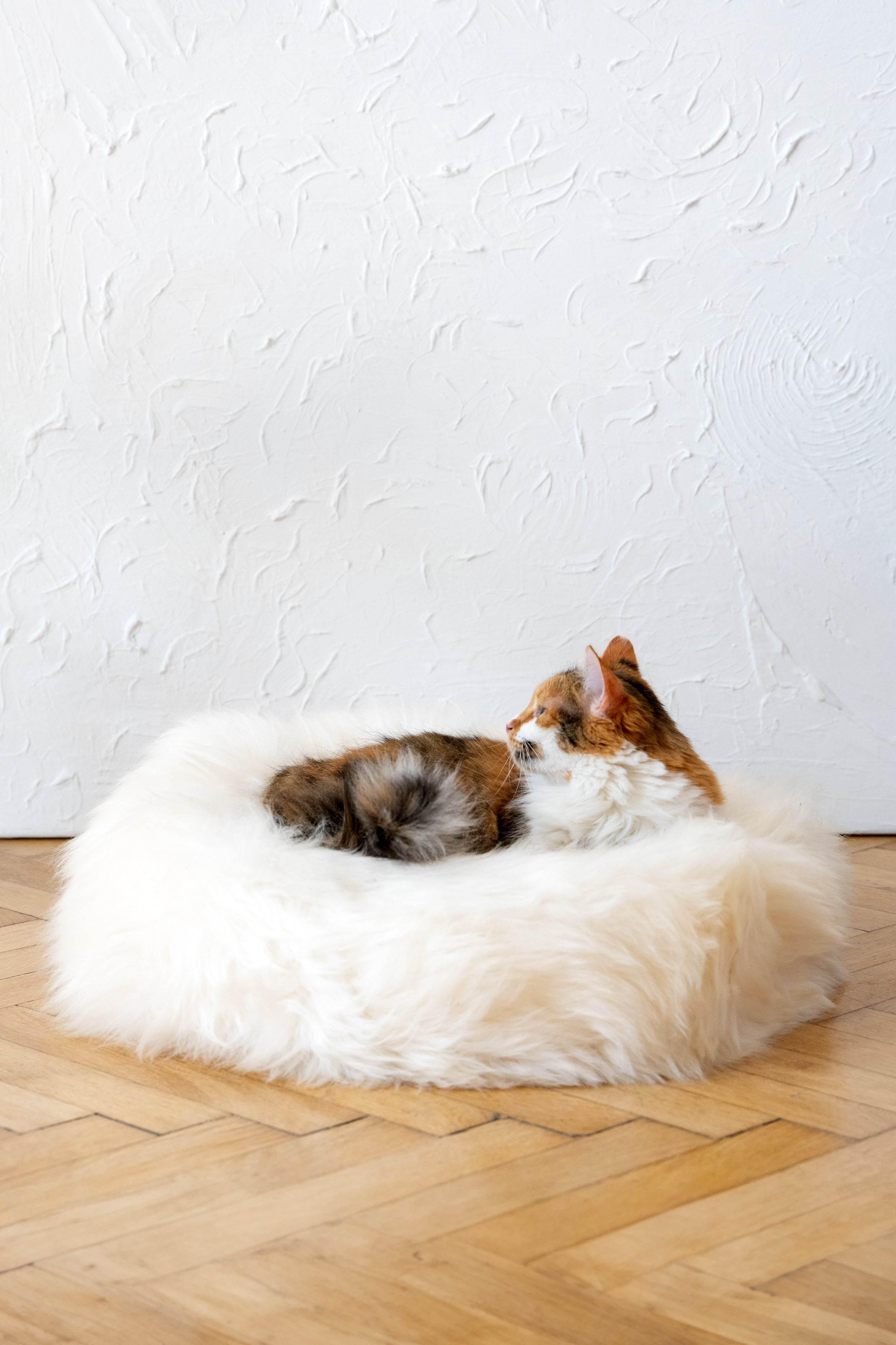 MSG_9509 - Nai Pet Store