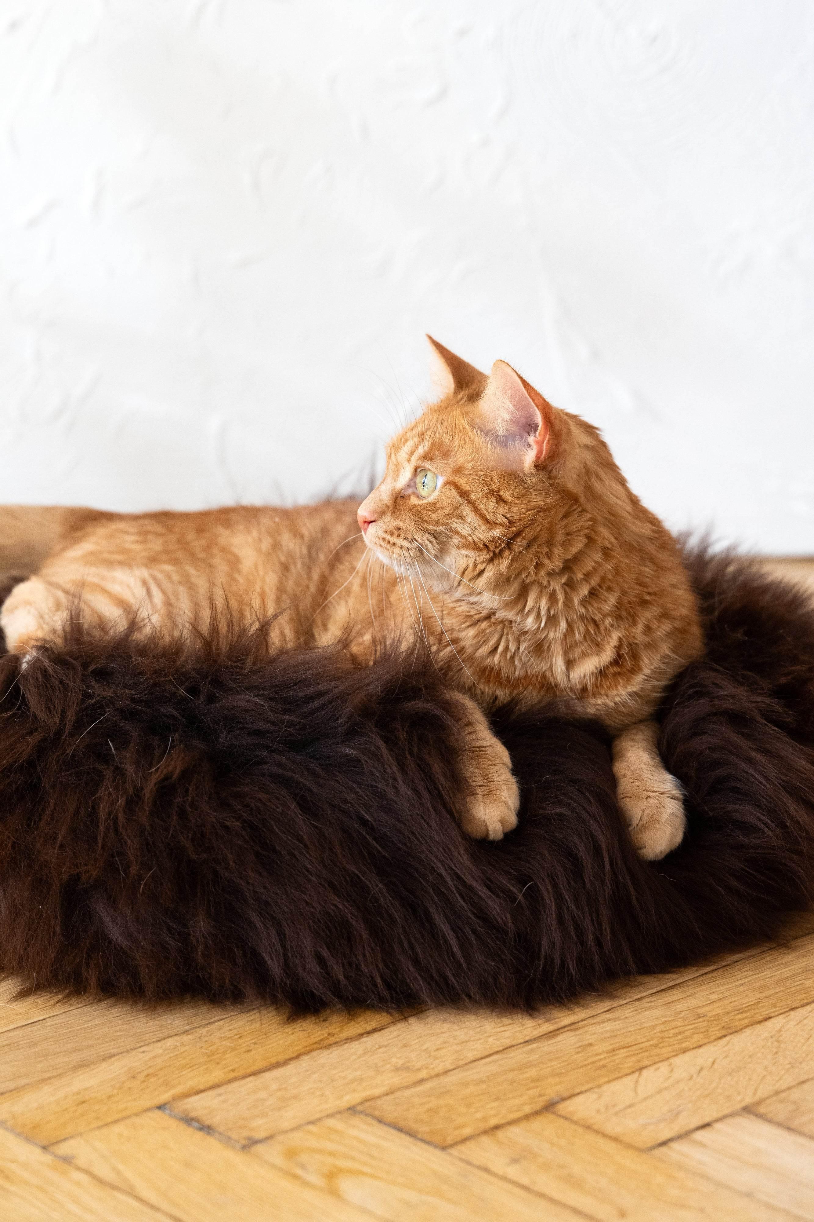 MSG_9652 - Nai Pet Store