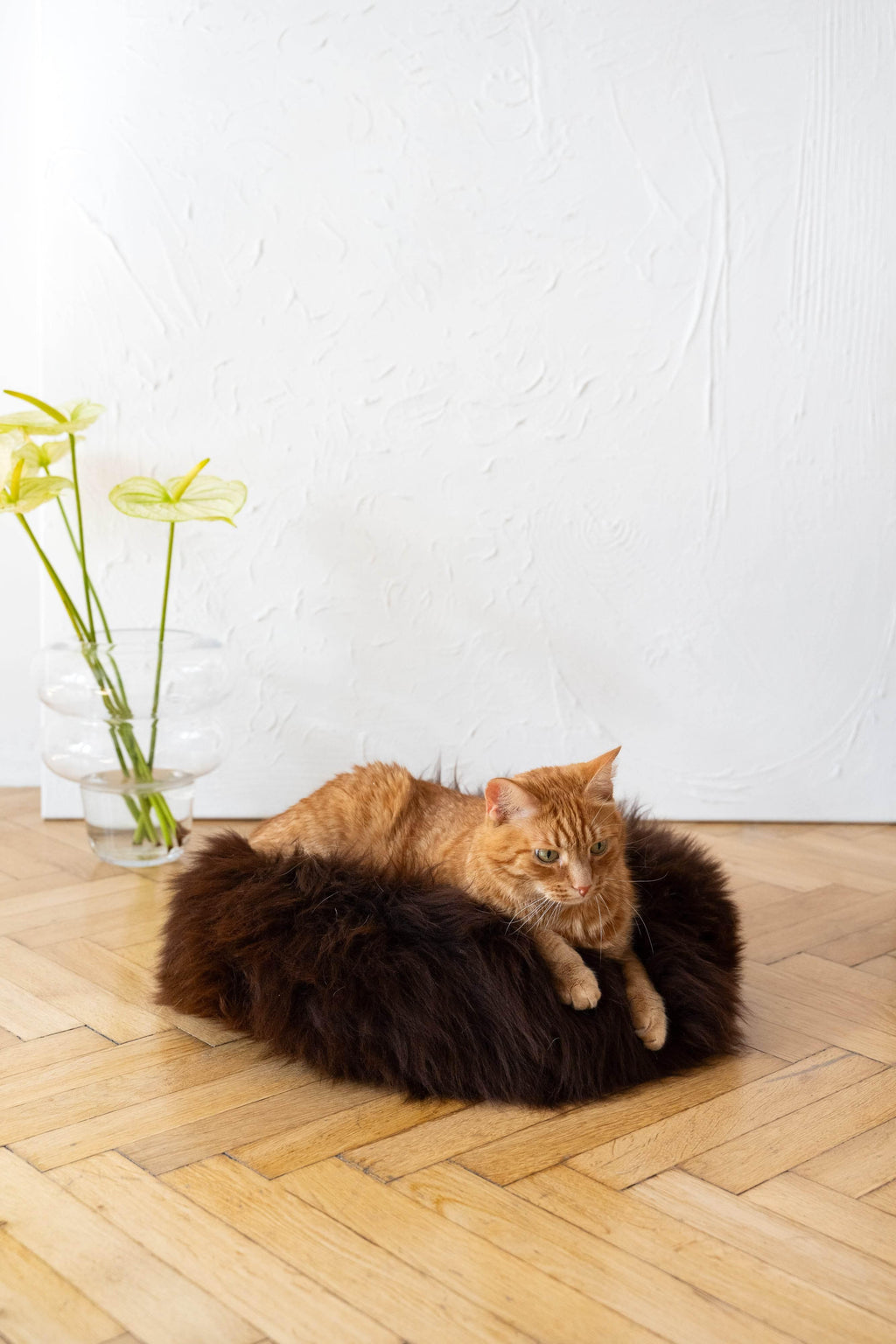 MSG_9657 - Nai Pet Store