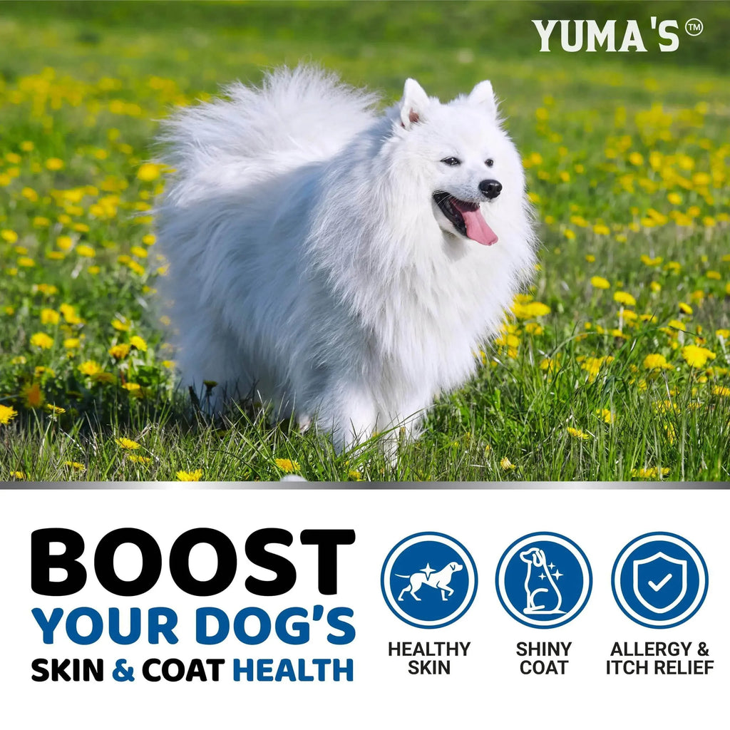 Fluffy white dog in sunny field with YUMA'S skin & coat health benefits for healthy skin, shiny coat, allergy relief
