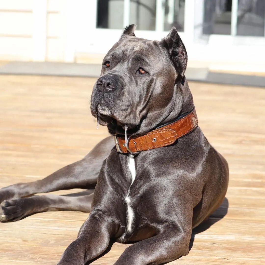 Grey Cane Corso dog wearing brown leather collar, lying on wooden deck outdoors