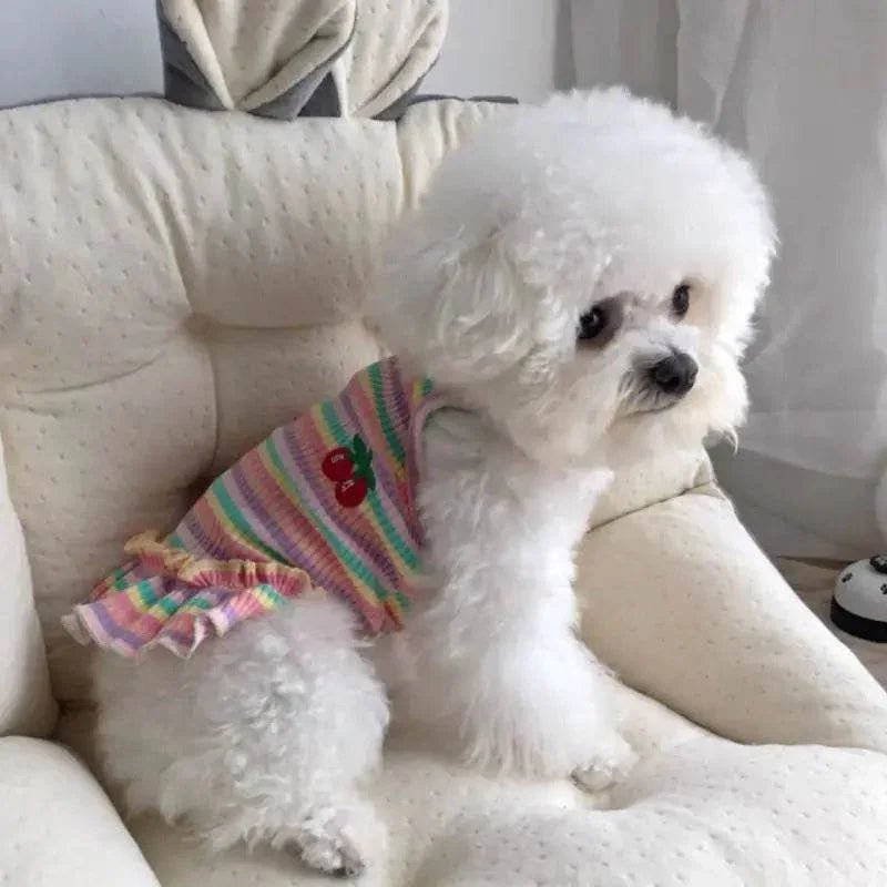 Fluffy white dog in colorful striped cherry vest, sitting on cozy pet bed