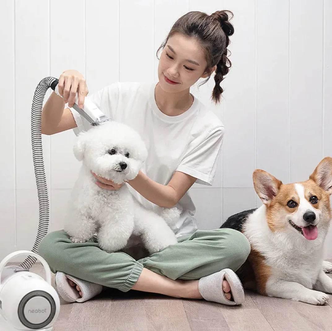 Woman grooming white Bichon Frise with pet dryer, Corgi watching nearby ? dog care essentials