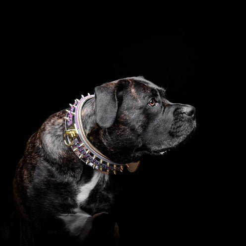 Brindle dog wearing spiked purple and gold collar, premium pet accessory for dogs