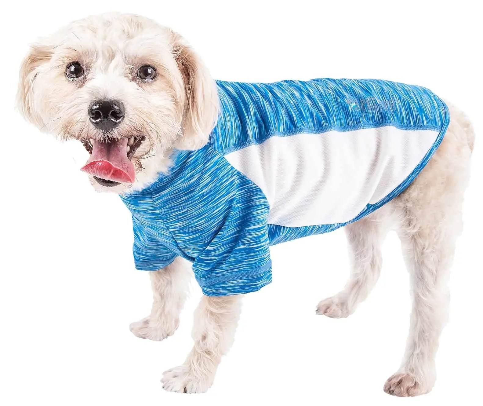 Happy small dog wearing blue and white striped cooling vest for summer pet care