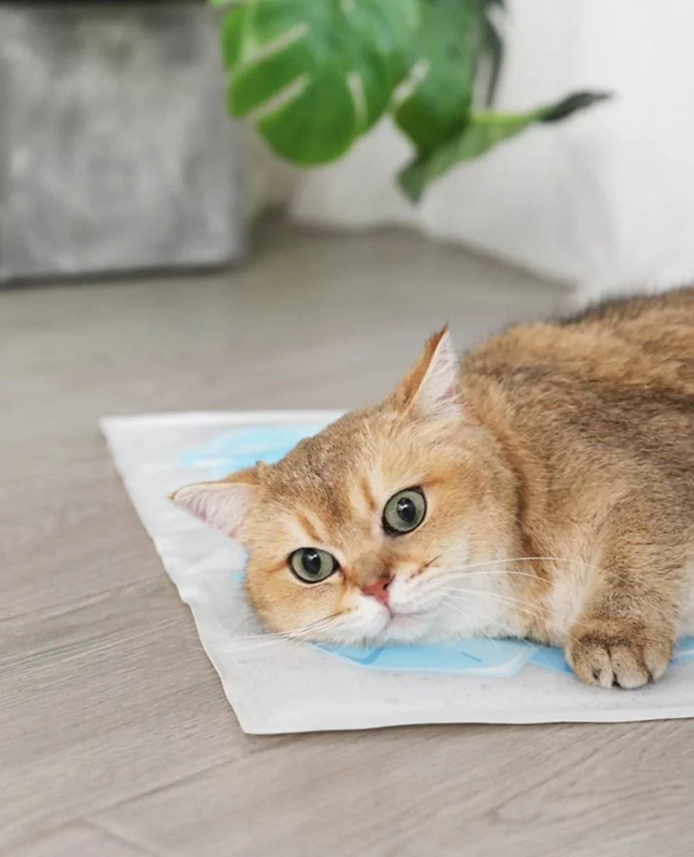summer-cooling-pet-ice-mat-735724 - Nai Pet Store